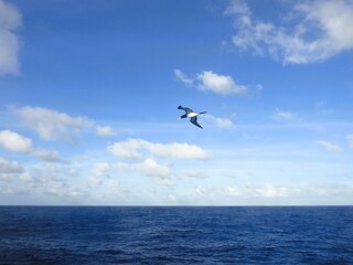 booby in the sky