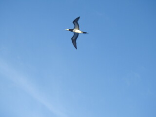 booby in the sky