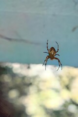 Garden cross spider (Araneus diadematus) hanging on its web, close-up macro photography with blurred natural background