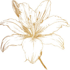 hand drawn golden glitter lily flower