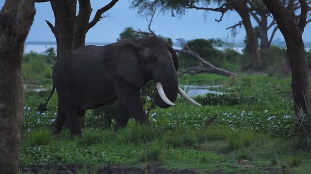  elephant walking through the African jungle