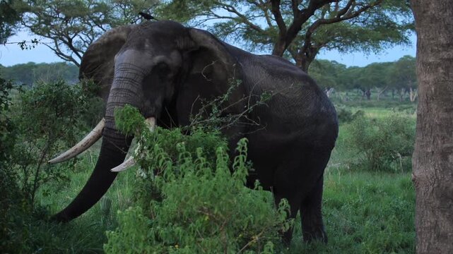  elephant walking through the African jungle