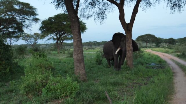 safari, animals, animal, wild, jungle, Africa, lion, elephant, giraffe, sunset, nature, video, wildlife, safari, animales, animal, salvaje, selva, africa, leon, elefante, jirafa, atardecer, naturaleza