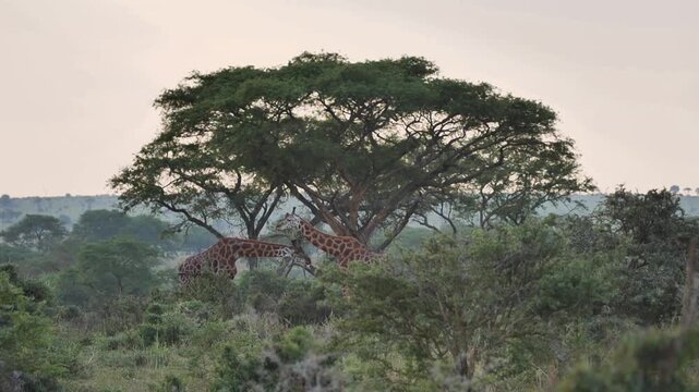 safari, animals, animal, wild, jungle, Africa, lion, elephant, giraffe, sunset, nature, video, wildlife, safari, animales, animal, salvaje, selva, africa, leon, elefante, jirafa, atardecer, naturaleza