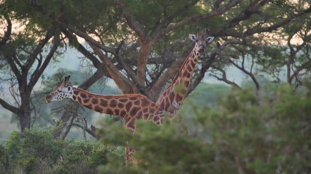 safari, animals, animal, wild, jungle, Africa, lion, elephant, giraffe, sunset, nature, video, wildlife, safari, animales, animal, salvaje, selva, africa, leon, elefante, jirafa, atardecer, naturaleza