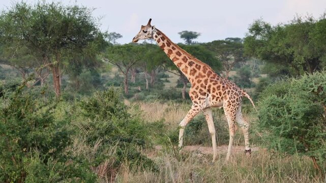 safari, animals, animal, wild, jungle, Africa, lion, elephant, giraffe, sunset, nature, video, wildlife, safari, animales, animal, salvaje, selva, africa, leon, elefante, jirafa, atardecer, naturaleza