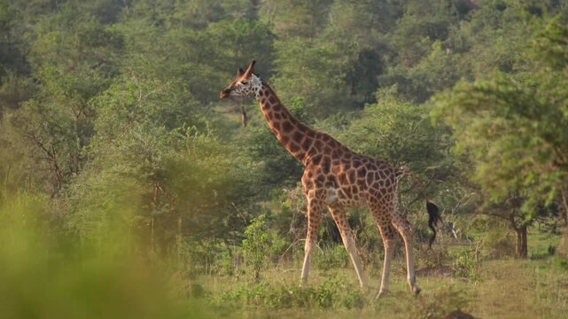 safari, animals, animal, wild, jungle, Africa, lion, elephant, giraffe, sunset, nature, video, wildlife, safari, animales, animal, salvaje, selva, africa, leon, elefante, jirafa, atardecer, naturaleza