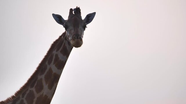 safari, animals, animal, wild, jungle, Africa, lion, elephant, giraffe, sunset, nature, video, wildlife, safari, animales, animal, salvaje, selva, africa, leon, elefante, jirafa, atardecer, naturaleza