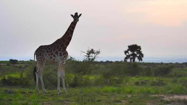 safari, animals, animal, wild, jungle, Africa, lion, elephant, giraffe, sunset, nature, video, wildlife, safari, animales, animal, salvaje, selva, africa, leon, elefante, jirafa, atardecer, naturaleza