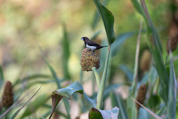  A small, vibrant White rumped munia  perched on a seed stub , set against a soft, blurred natural background.