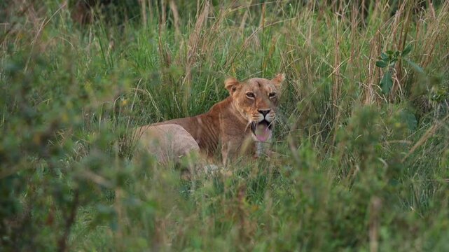 safari, animals, animal, wild, jungle, Africa, lion, elephant, giraffe, sunset, nature, video, wildlife, safari, animales, animal, salvaje, selva, africa, leon, elefante, jirafa, atardecer, naturaleza