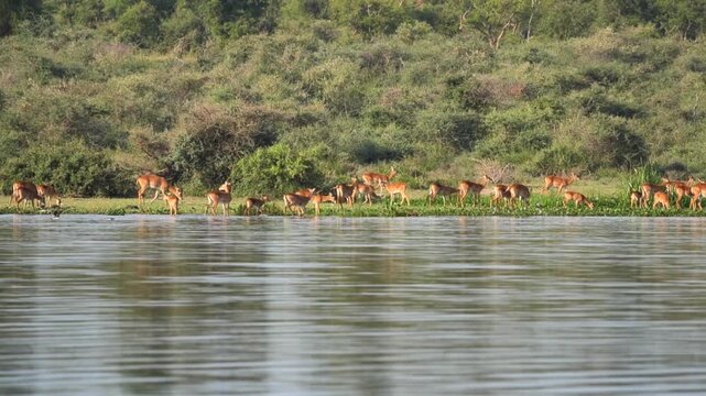 safari, animals, animal, wild, jungle, Africa, lion, elephant, giraffe, sunset, nature, video, wildlife, safari, animales, animal, salvaje, selva, africa, leon, elefante, jirafa, atardecer, naturaleza