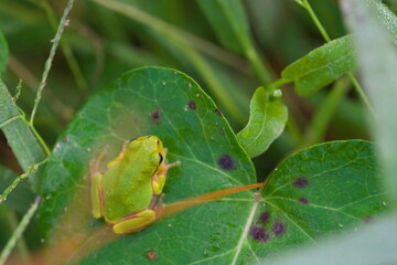 葉に乗ったアマガエル