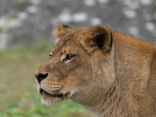 Portrait of a lioness on a blurred background