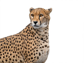 portrait cheetan isolated on white background