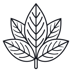 Compound leaf outline illustration on a white background