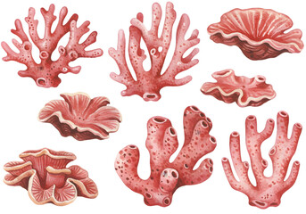 Watercolor Coral Illustration On Transparent Background Isolated Marine Elements