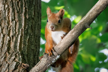 Close-up of a red squirrel sitting on a branch and looking toward the camera lens against a green background on a sunny summer day.