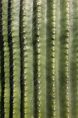 Natural background with ribbed, green cactus with sharp spines. Succulent and desert plant concepts. Cactus stem. Close-up of a vibrant green saguaro or similar desert cactus. © Anna