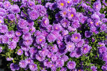 The purple double flowered aster flowers that bloom in full bloom in the autumn garden are beautiful.