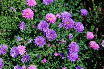 The purple double flowered aster flowers that bloom in full bloom in the autumn garden are beautiful.