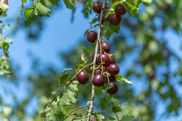 A close-up of dark purple plums hangs in a cluster. The fruits shine under the sunlight.