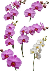 Orchid Flowers Isolated On Transparent Background In Pink And White Illustration