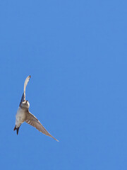 flying swift in the blue sky