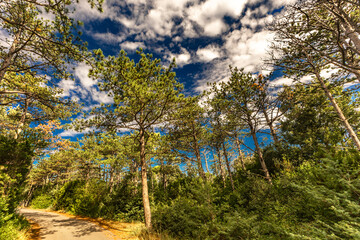 Obraz premium Tall grass over the path leading to the forest and beach on the island of Rab in Croatia, access to the beach