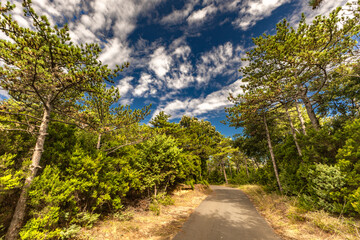 Tall grass over the path leading to the forest and beach on the island of Rab in Croatia, access to the beach