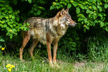 Fototapeta premium European Grey Wolf, Canis lupus in a german park