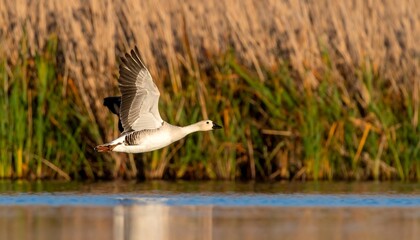 Goose in Flight Over Water