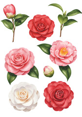 Watercolor Illustration Of Camellia Flowers In Red Pink And White Colors