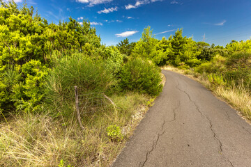 Tall grass over the path leading to the forest and beach on the island of Rab in Croatia, access to the beach