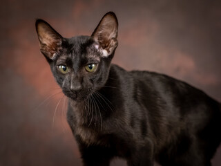 A black teenage cat on a brown background in the studio. A kitten of the oriental breed.