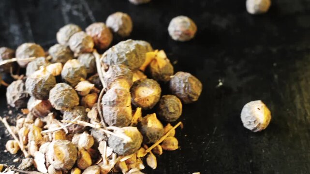 Aritha (Sapindus mukorossi) Soapnut on Black Surface HD &ndash; Herbal Beauty Product, Natural Cleanser, Organic Shampoo Ingredient, Ayurvedic Remedy for Hair Growth, Shine, and Healthy Scalp Care