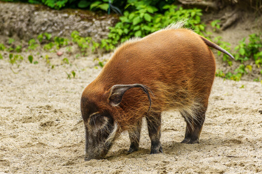 Red river hog, Potamochoerus porcus, also known as the bush pig.