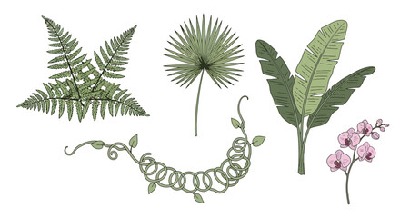 Botanical illustration featuring fern, palm, banana leaves, vine, and orchid. Suitable for tropical-themed designs, nature-inspired artwork, or botanical study materials.