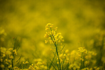 Obraz premium field of yellow flowers