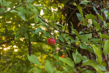 Autumn Lake with Flowers and Wildlife