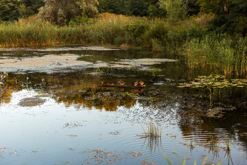 Autumn Lake with Flowers and Wildlife