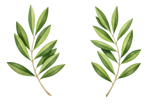 Watercolor Illustration of Olive Branches Green Leaves Isolated Background - Powered by Adobe