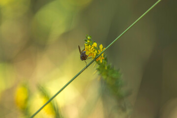 Autumn Lake with Flowers and Wildlife