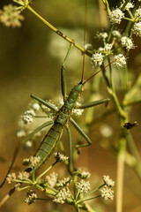 grasshopper on a branch