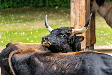 Heck cattle, Bos primigenius taurus or aurochs in a German park