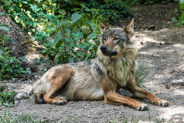European Grey Wolf, Canis lupus in a german park