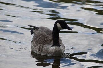 A Canada goose is swimming in water in nature in cloudy day in late summer.