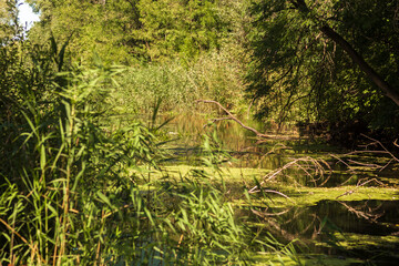 Autumn Lake with Flowers and Wildlife