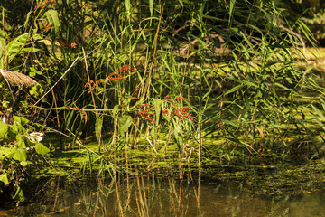 Autumn Lake with Flowers and Wildlife