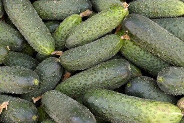 Fresh harvest of green cucumbers close-up — organic seasonal vegetables for salads, homemade pickles, healthy eating and culinary projects